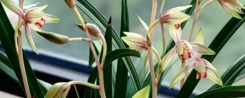 建兰的花期，在每年的6-10月份