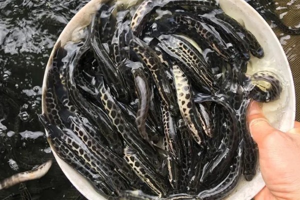 生鱼苗的产地，主产于长江流域以及黑龙江一带