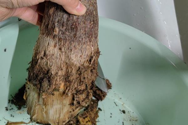 如何救活发财树，最简单的方法就是重新栽种