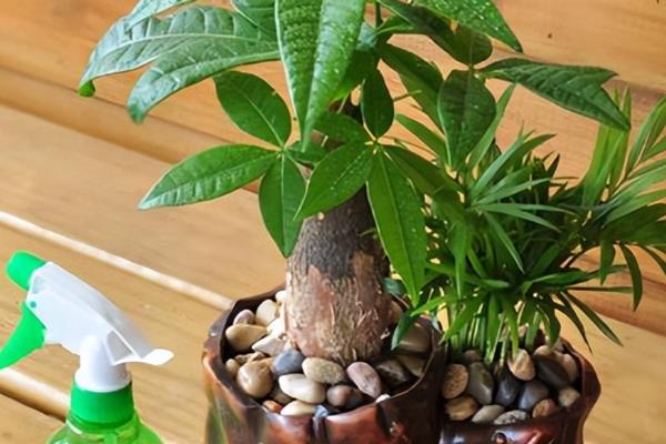 如何救活发财树，最简单的方法就是重新栽种