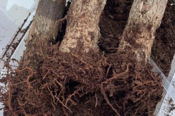 如何救活发财树，最简单的方法就是重新栽种