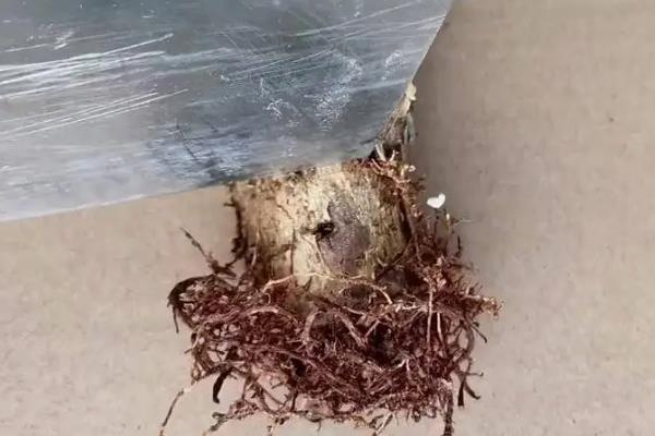 如何救活发财树，最简单的方法就是重新栽种