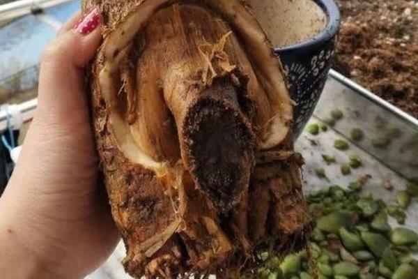 如何救活发财树，最简单的方法就是重新栽种