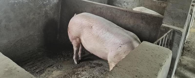 猪链球菌病的症状及发病原因，会出现食欲废绝、流鼻水等