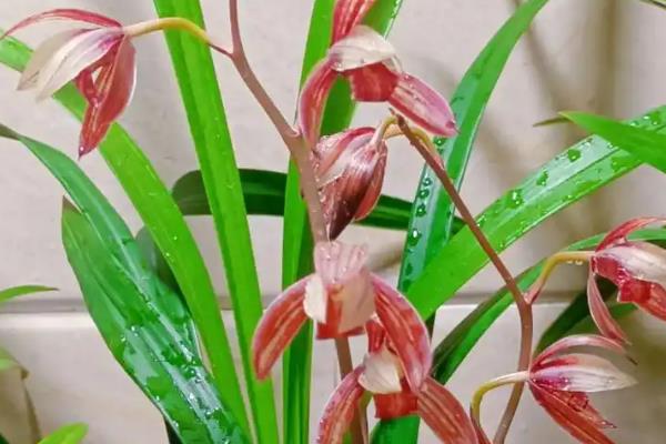 建兰的花期,在每年的6-10月份