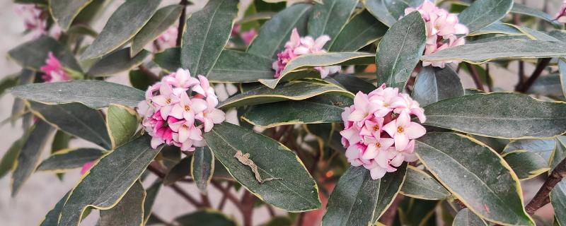 金边瑞香有没有毒，没有毒