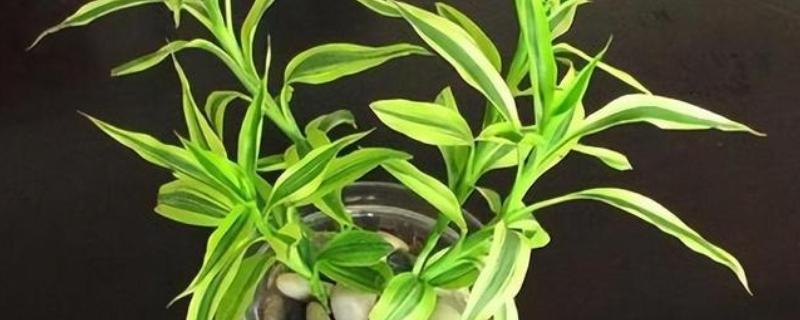 水培富贵竹叶子发黄如何解决，可采取控温、换水等措施