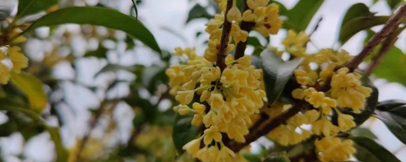 山桂花的养殖方法，每隔3个月松一次土