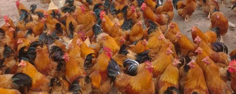 散养鸡的养殖技巧，育肥期每隔三到五天喂食一次肉类