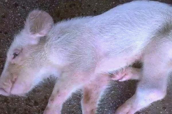 猪链球菌病的症状及发病原因，会出现食欲废绝、流鼻水等