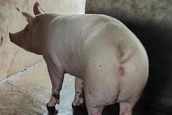 猪链球菌病的症状及发病原因，会出现食欲废绝、流鼻水等