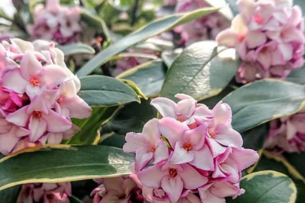 金边瑞香有没有毒，没有毒