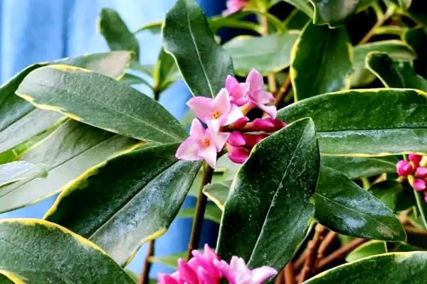 金边瑞香有没有毒，没有毒