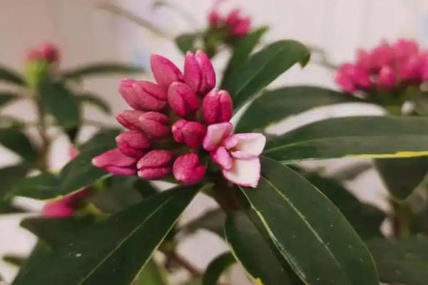 金边瑞香有没有毒，没有毒