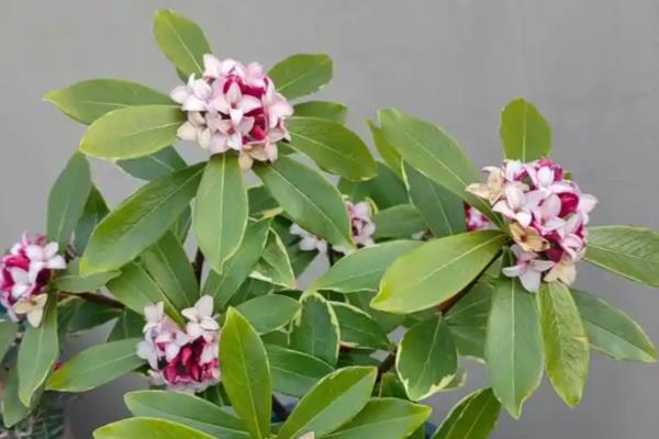 金边瑞香有没有毒，没有毒