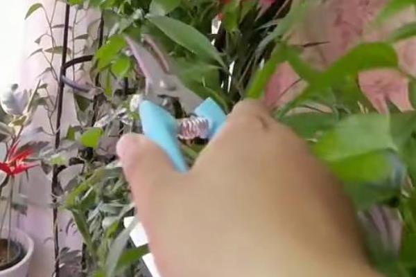 让绿萝爆盆的方法,要放在光线明亮处
