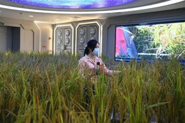 太空水稻的由来，通过空间诱变育种而来