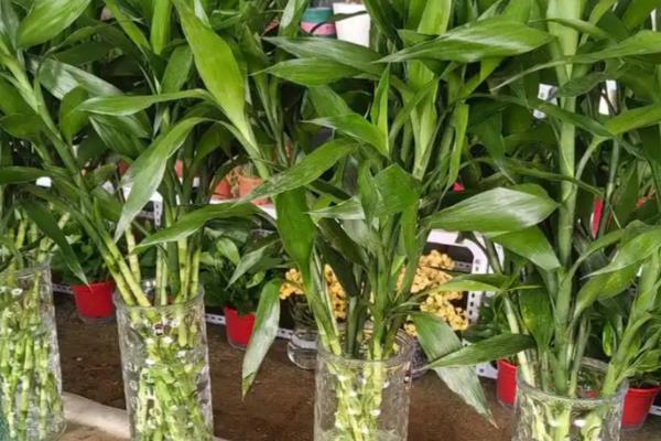 水培富贵竹叶子发黄如何解决，可采取控温、换水等措施