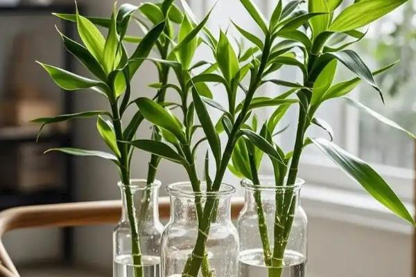 水培富贵竹叶子发黄如何解决，可采取控温、换水等措施