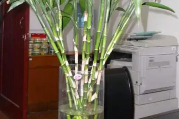 水培富贵竹叶子发黄如何解决，可采取控温、换水等措施