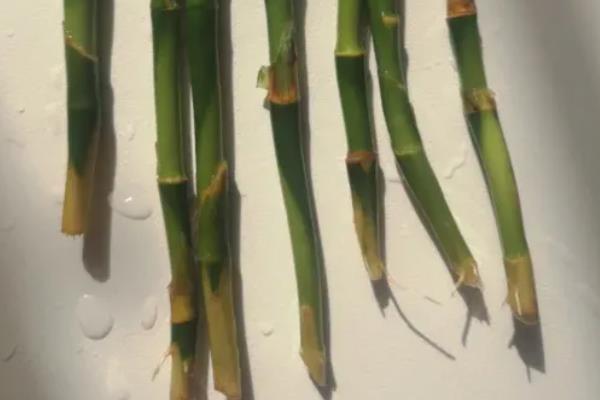 水培富贵竹叶子发黄如何解决，可采取控温、换水等措施