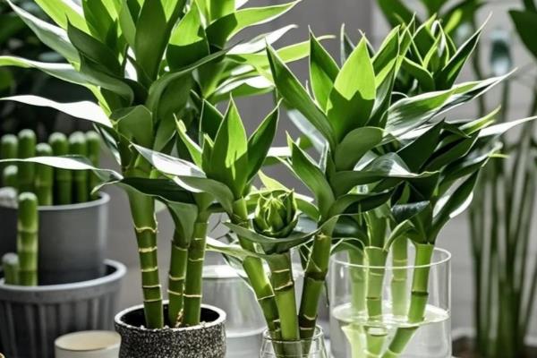 水培富贵竹叶子发黄如何解决，可采取控温、换水等措施