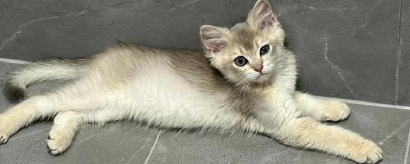 猫咪越养越瘦的原因，可能是疾病所致