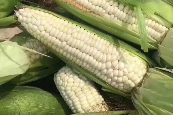 凤田D001玉米种子介绍,中等肥力以上地块栽培