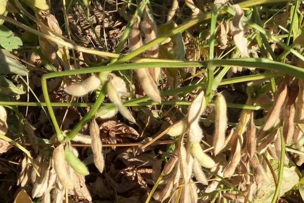 吉育2908大豆种子特征特性,中抗大豆花叶病毒1号株系