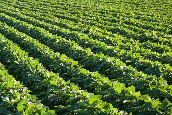 赣豆58大豆种子特征特性，生育期平均98.9天