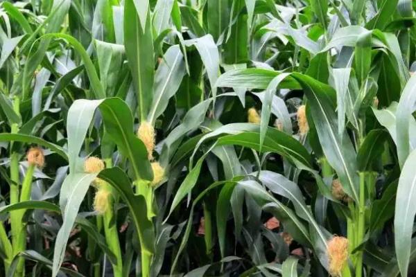 珍珍糯800玉米种子介绍,4月下旬至5月上旬播种