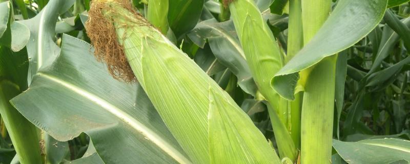 SY403玉米种子特征特性，注意防治大斑病和灰斑病