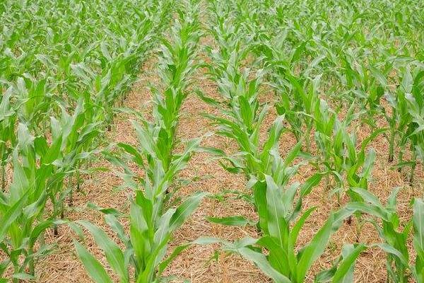 SY403玉米种子特征特性，注意防治大斑病和灰斑病