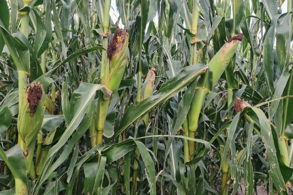 吉东811玉米品种简介，高抗禾谷镰孢茎腐病