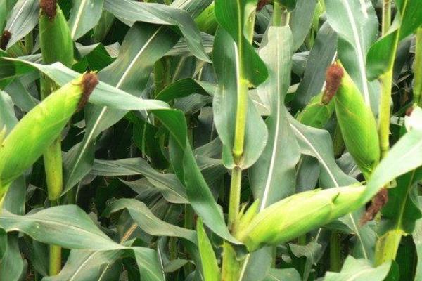 SY403玉米种子特征特性，注意防治大斑病和灰斑病