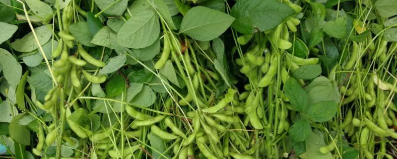 徐豆27大豆种子简介，属早中熟高蛋白夏大豆品种