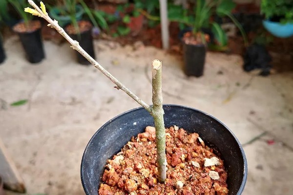 山桂花的养殖方法，每隔3个月松一次土