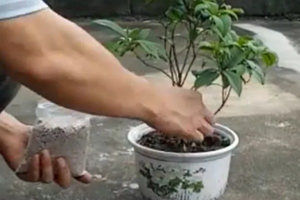 山桂花的养殖方法，每隔3个月松一次土