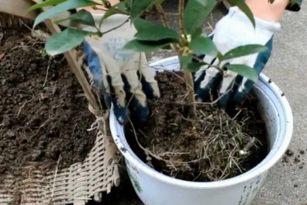 山桂花的养殖方法，每隔3个月松一次土
