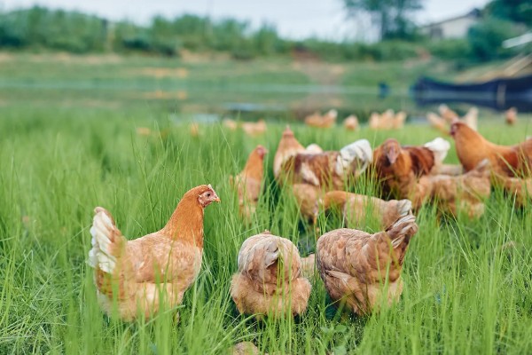 散养鸡的养殖技巧，育肥期每隔三到五天喂食一次肉类