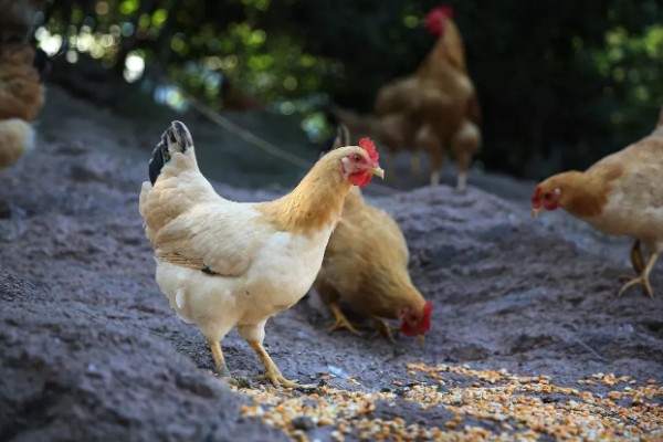 散养鸡的养殖技巧，育肥期每隔三到五天喂食一次肉类