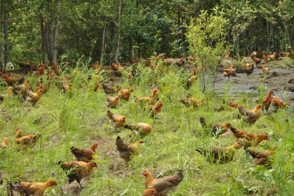 散养鸡的养殖技巧，育肥期每隔三到五天喂食一次肉类