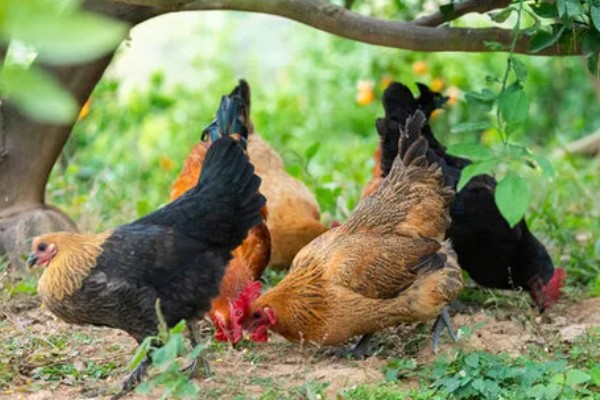 散养鸡的养殖技巧，育肥期每隔三到五天喂食一次肉类