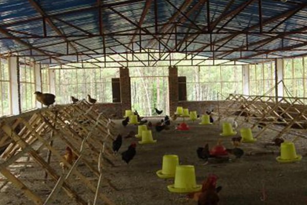 散养鸡的养殖技巧，育肥期每隔三到五天喂食一次肉类