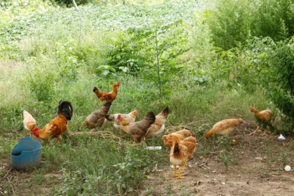 散养鸡的养殖技巧，育肥期每隔三到五天喂食一次肉类