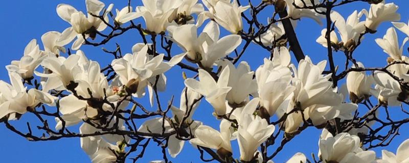 玉兰花的养殖方法，每2-3天浇一次水