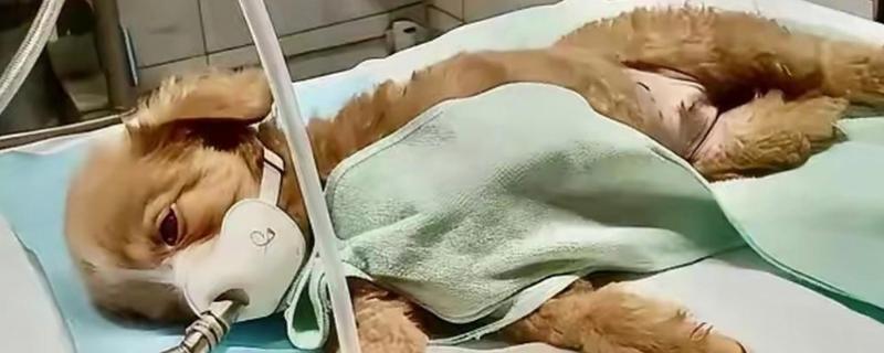 犬细小怎么防治，连续接种疫苗可提高免疫效果