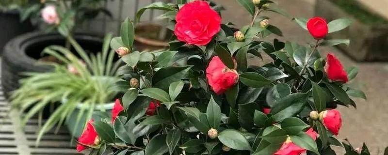 山茶花在几月开，一般在2-4月份的时候开花