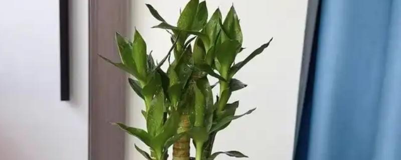 富贵竹喜阴吗，适合在有散射光的半阴环境中生长