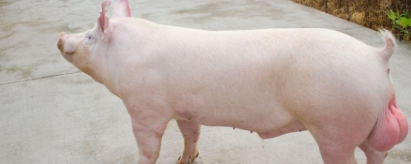 一元母猪是如何配出来的，父代和母代均为纯种